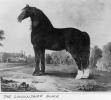 Lincolnshire Black horse used for cart horses Lincolnshire Black horse used for cart horses